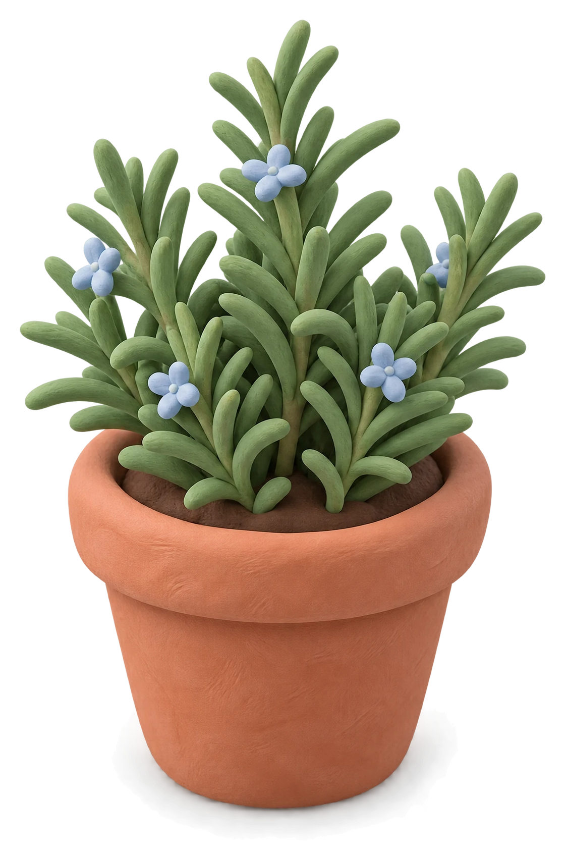 A rosemary plant with small blue flowers in a terracotta clay pot